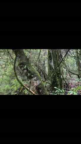 #viralreels #instagood #instareels #viralvideos #forest