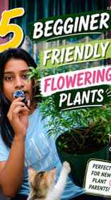 5 Begginer Friendly Flowering Plants 😍
#begginerfriendlypl