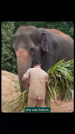 The real star of the reel has arrived! ⭐🐘
#Madhuri