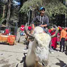 Yak💚
.
.
#yak #post #travel
