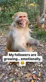 When your follower count refuses to move, but your emotional