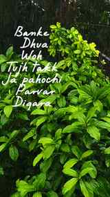 Rain, greens & peace. πΏπ§οΈ
#fyp #instagram #explore #reel