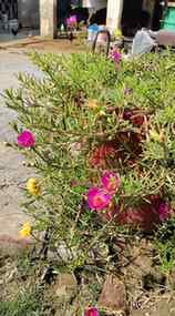 Flower #faridkotpunjab #viralphotochallengels 🌺🌺🌺💐💐💐