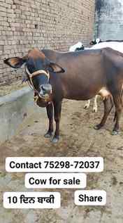 Cow for sale #sale #buffalo #reels