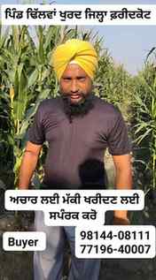 ਮੱਕੀ ਆਚਾਰ ਲਈ ਸਪੰਰਕ ਕਰੋ ਜੀ 
@highlight ਕੁਦਰਤ ਦੇ ਰੰਗ kudrat de