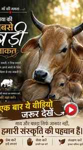 “माँ है… तो डर कैसा! ❤️”

Maa Ki Mamta, Mother Love, Cow Lov