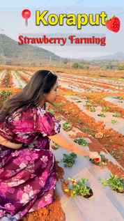 🍓 A Strawberry farm you need to know about in Koraput, Here