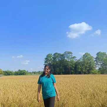 সোণালী আঘোণ