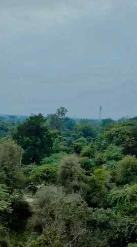 Passing through dara forest by 🚆 🚆 🚆 
Train 
 Sahil Devda
