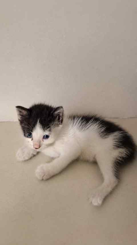 Certificated cat paglu ππ
.
.
.
.
#reels #viral #trending