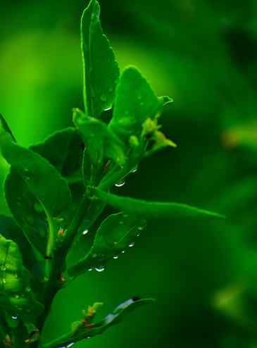 Go green 💚

#greenery #rainingday☔️ #guavafruit #barish #Ni
