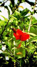 This image appears to show a sunbird, possibly a female purp