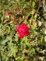 🌹

#roseflower #roses #RoseLove #flowerphotography #rosegar