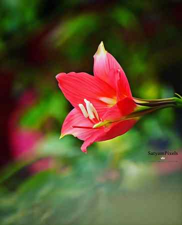 Just admiring the vibrant beauty of this stunning red flower