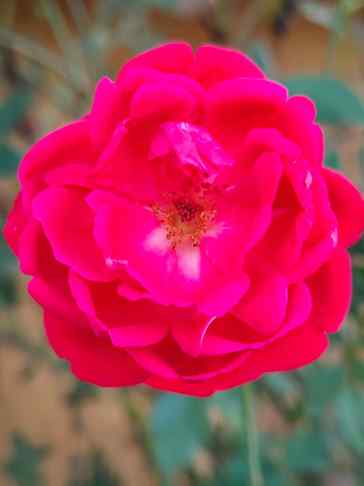 A beautiful red rose, so vibrant and full of life! 🌹 Nature