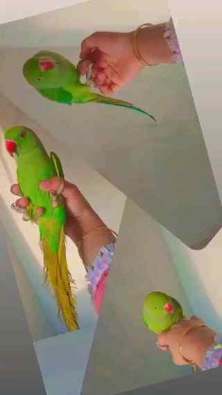 It's not a only Bird, It's my little babies😘🕊🕊