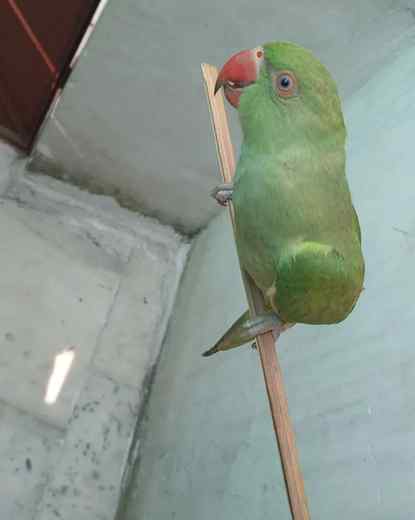 💫🌸✅🕊
#mittulove❤️🤞🏻 #mittu #loverbirdss❤🕊 #loverbirds