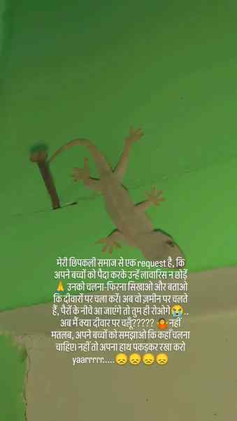 मेरी छिपकली समाज से एक request है 🙏
#chipkali #trending #v