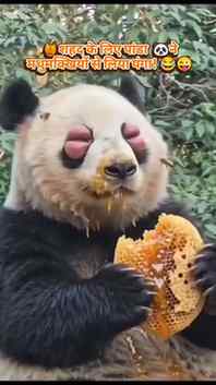 🍯शहद के लिए 🐝मधुमक्खियों से भिड़ गया पांडा! | 🐼Panda Funn