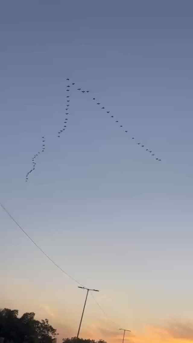 Birds