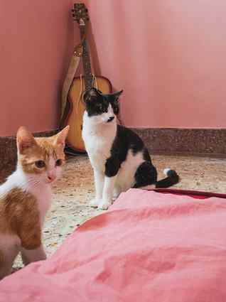 They say two is a party, but with Michi and Gini, every day 