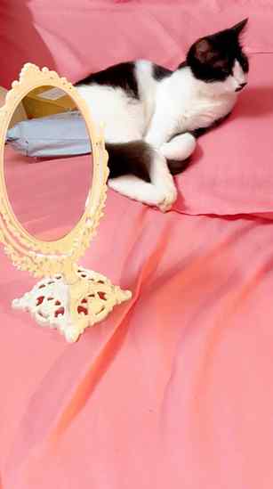 Pinteresty MIRROR from SAVANA🎀
*
*
*
*
*
*
*
*
*
#savana #p