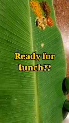 South Indian meals served on a banana leaf, packed with flav