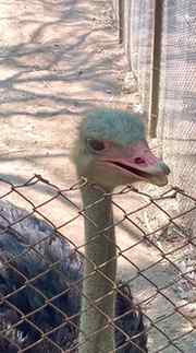Ahanba ujari 🦩Ostrich 😲
#meiteichanu #meiteicommunity #man