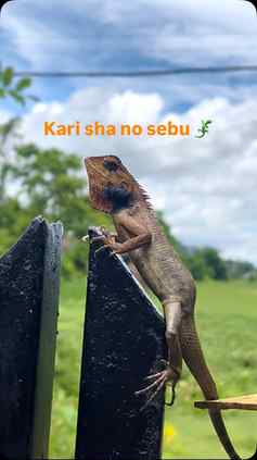 🙄kari sha 🦎 no mayam 
#Meiteicommunity #meiteichanu #meite