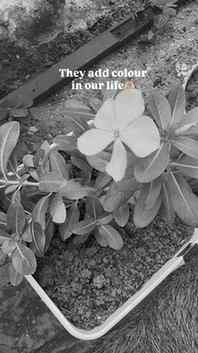 They add colour in your life 
Nature is the best therapy 🌿
