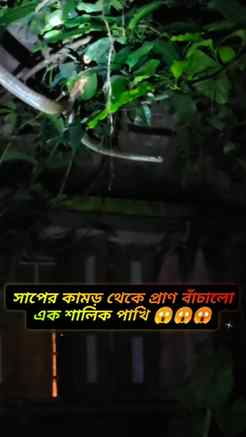 সাবধান!!সাপের কামড় থেকে প্রাণ বাঁচালো এক শালিক পাখি 😱😱
#f