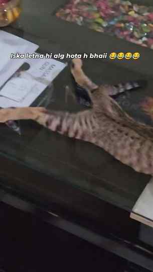 Shaktiman 😹😸😺😼..

#instagood #viral #reelsinstagram #cat