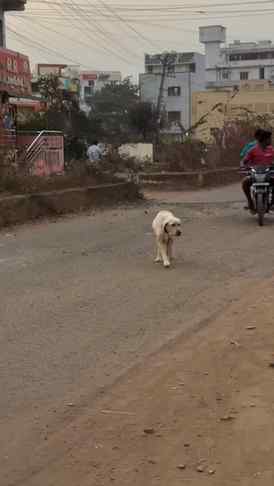 If You Can’t Maintain💔 . Please Don’t Buy 🙏 #dogsofinstagr