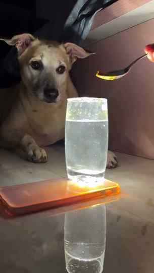 How Can Some1 Ignore Them🥺. #dogsofinstagram #savedelhincrd