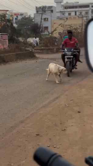 If You Can’t Maintain💔 . Please Don’t Buy 🙏 #dogsofinstagr