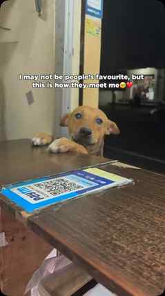 The Only Pure Soul In This World ❤️#dogs #dogsarethebest #do