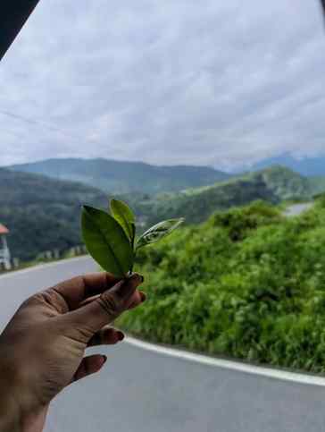 Tea and me 🏞️🌿