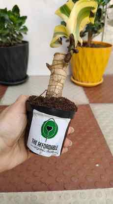 Itne kam price me itna aesthetic plant? 👀🌿😱
🪵🌱Lucky Bra
