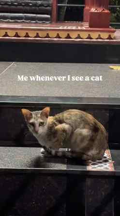Pspspssspssssssss✨😌😂
#ᴛʀᴇɴᴅɪɴɢʀᴇᴇʟs #fyp #cat #explore #c