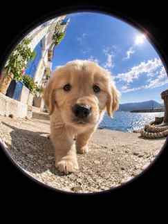Just a little pup living his best life..🤍🧿
Follow for more