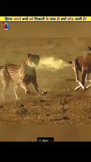 Why Do Deers Leave Their Babies To Hunters And Run Away..
.