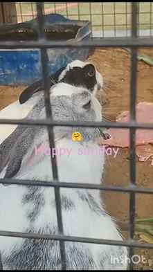 Sunday fun good morning everyone #trend #cutebunny🐰 #cutesa