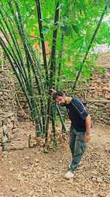 Suvarnaprashan is an ancient ayurvedic immunization and deve