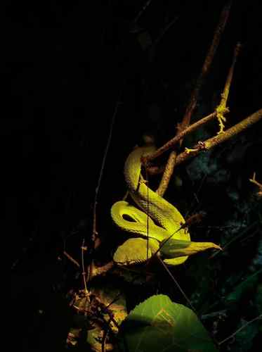 GREEN PHANTOM
.
.
Craspedocephalus gramineus
A venomous 'Bam