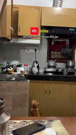 Billu becoming chor day by dat!
.
.
.
(Cat funny videos, cat