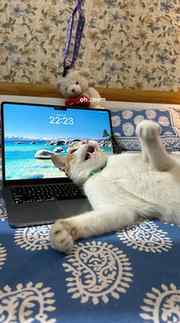 My gallery is full of her only!
.
.
.
(Cat photos, cat photo