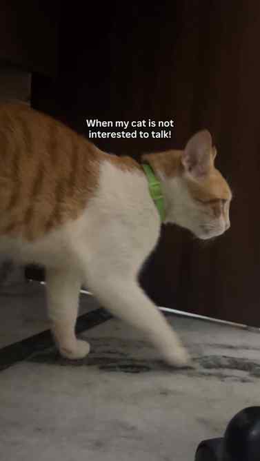 When billu is least interested in conversation!
.
.
.
(Cat v