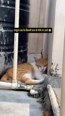 सौ चूहे खा के बिल्ली हज को चली 😆
.
.
.
(Cat videos, cat voi