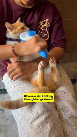 Billu apni aankhon se baat krti hai!
.
.
.
(Cat videos, cat