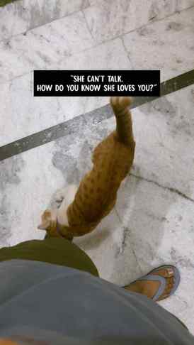 How much my cat loves me!
.
.
.
(Cat videos, cat lovers, cat